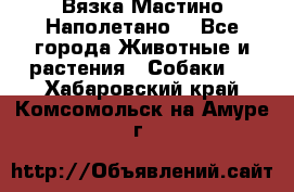 Вязка Мастино Наполетано  - Все города Животные и растения » Собаки   . Хабаровский край,Комсомольск-на-Амуре г.